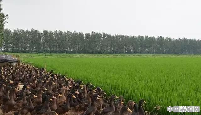 有二十亩水田，大概能养多少只鸭 - 中国养殖网
