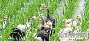 有二十亩水田，大概能养多少只鸭 - 中国养殖网
