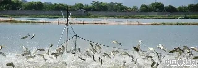 养殖渔业的污水应如何对其进行有效的处理 - 中国养殖网