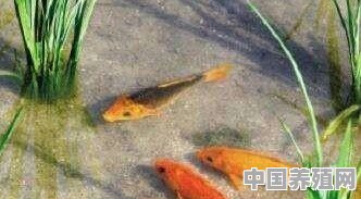 稻鸭共作、稻鱼共生和稻虾共生模式，哪种比较靠谱有效益 - 中国养殖网