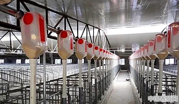 养猪场一般需要哪些养猪设备 - 中国养殖网