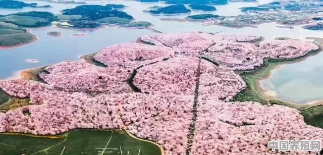 贵州哪里有可以赏花的好地方 - 中国养殖网
