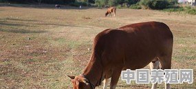 养殖黄牛跟水牛各有什么优缺点 - 中国养殖网