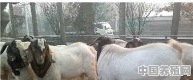 20只母羊、一只公羊、7只羔羊能价值多少钱 - 中国养殖网