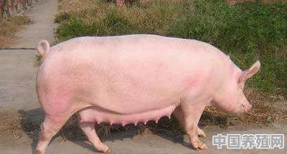 养猪母猪什么品种好 - 中国养殖网