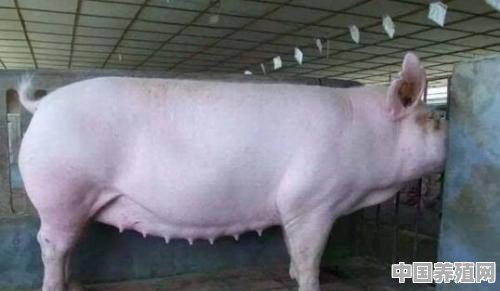 养猪母猪什么品种好 - 中国养殖网