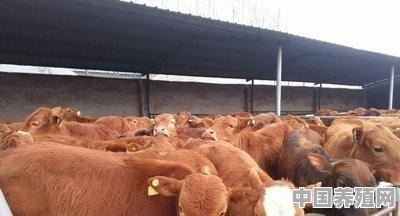 养牛场可以建在村里吗 - 中国养殖网