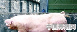 养母猪什么品种猪最好 - 中国养殖网