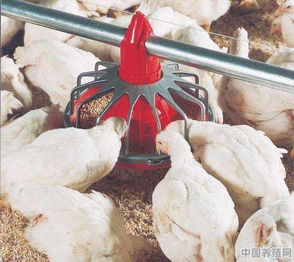如何让肉鸡养殖利益最大化 - 中国养殖网