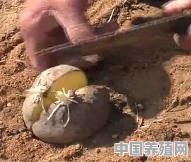 土豆种植成熟后很多蝲蝲蛄眼什么原因？如何防治 - 中国养殖网