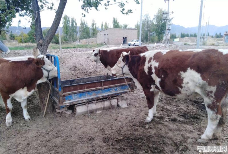 养殖牛的市场行情怎么样 - 中国养殖网