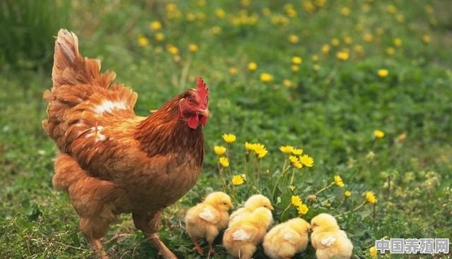 鸡缺钙最土的办法是喂什么 - 中国养殖网