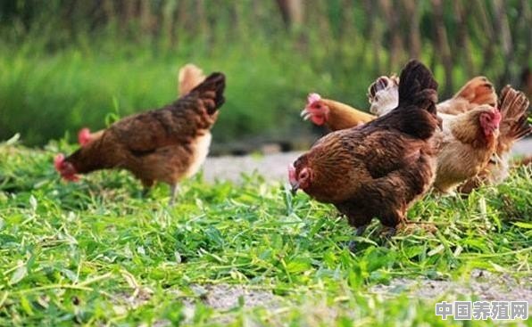鸡缺钙最土的办法是喂什么 - 中国养殖网