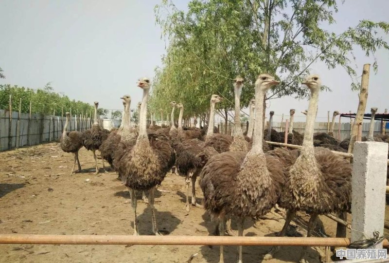 现在农村养殖珍禽 - 中国养殖网