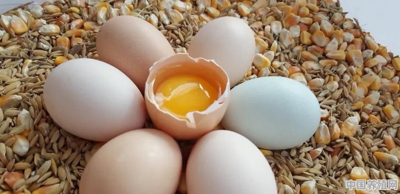 散养的母鸡产蛋率低是怎么回事 - 中国养殖网