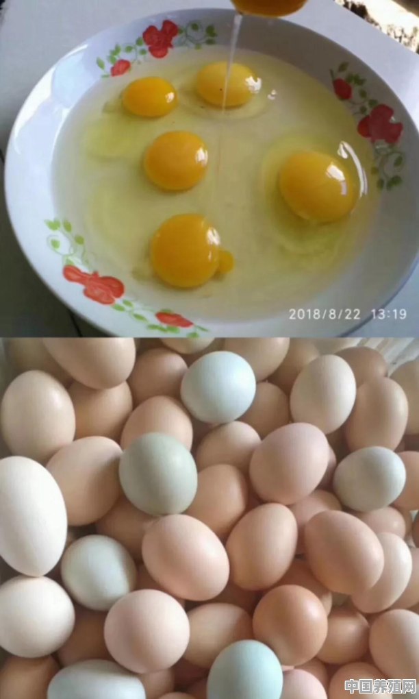 散养的母鸡产蛋率低是怎么回事 - 中国养殖网
