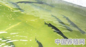 鸭嘴鱼的生活习性和养殖方法是什么 - 中国养殖网