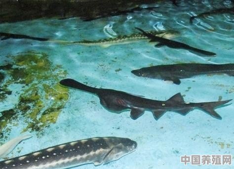 鸭嘴鱼的生活习性和养殖方法是什么 - 中国养殖网