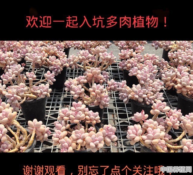 上胶盆的花为什么养不好 - 中国养殖网