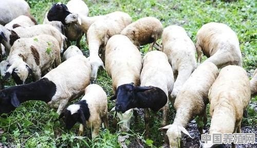 农村百姓可以在不影响村貌情况下在小巷圈养几只羊吗？违法吗 - 中国养殖网
