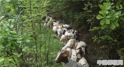 农村百姓可以在不影响村貌情况下在小巷圈养几只羊吗？违法吗 - 中国养殖网