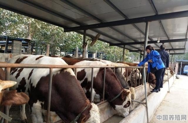 初次养牛，是养母牛还是肉牛，两种牛的养殖成本哪个高 - 中国养殖网