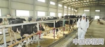 小牛肺炎的治疗方法 - 中国养殖网