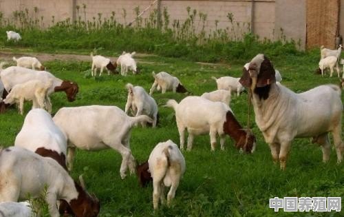 请问哪种山羊年均产子可达十只，五个月可以长到80斤 - 中国养殖网