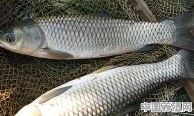 长期垂钓的鱼塘新投放的青鱼和大草鱼用什么饵料最合适 - 中国养殖网