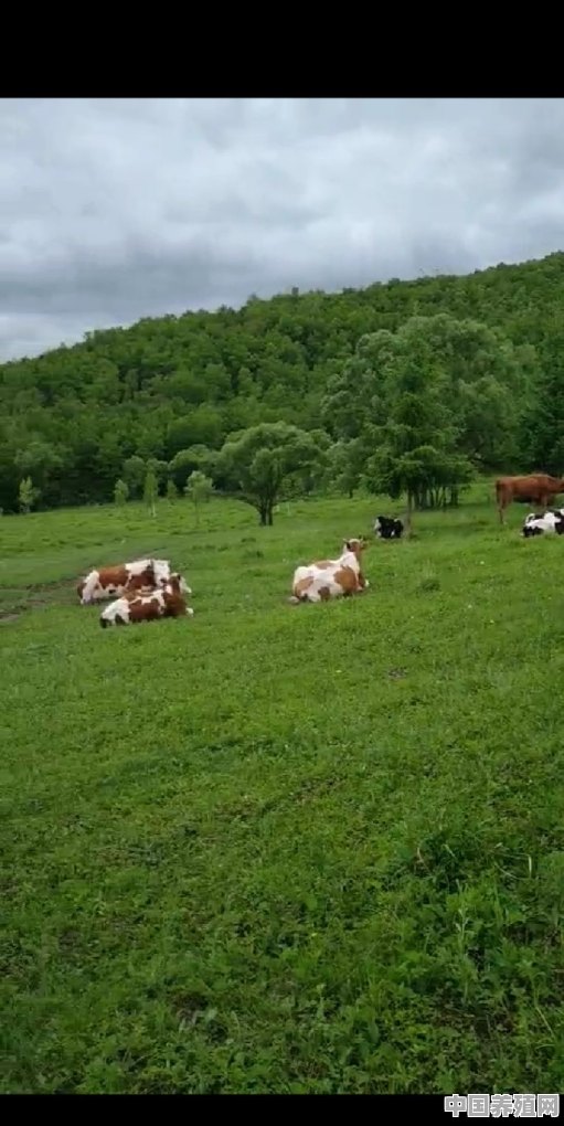 种草养殖肉牛，有哪些好的草品种 - 中国养殖网