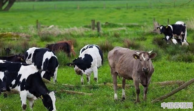 种草养殖肉牛，有哪些好的草品种 - 中国养殖网