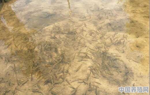 丽水等地哪里的淡水鱼养殖场多 - 中国养殖网
