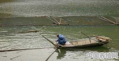 丽水等地哪里的淡水鱼养殖场多 - 中国养殖网