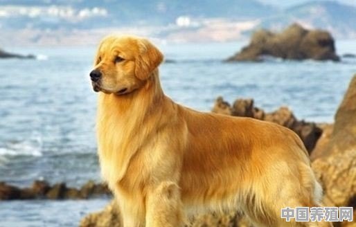 怎样饲养金毛犬 - 中国养殖网