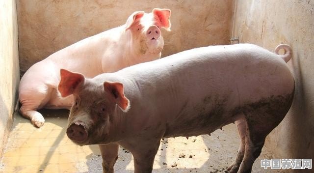 2019是猪年，小散户养猪还能抱到“金猪”吗 - 中国养殖网