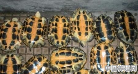 石金钱龟怎样养殖 - 中国养殖网