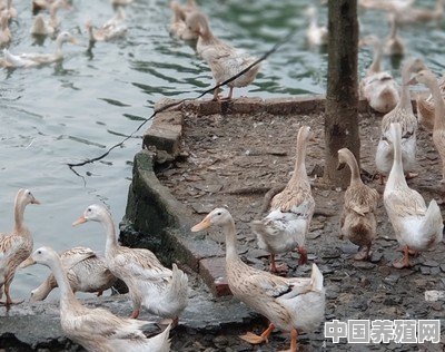 鸭鹅水里活动改变PH值吗 - 中国养殖网