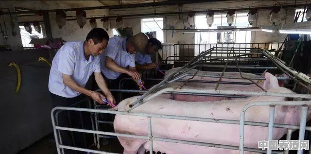 猪的配种方式有哪些 - 中国养殖网
