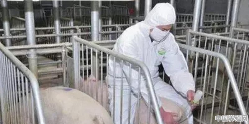 猪的配种方式有哪些 - 中国养殖网