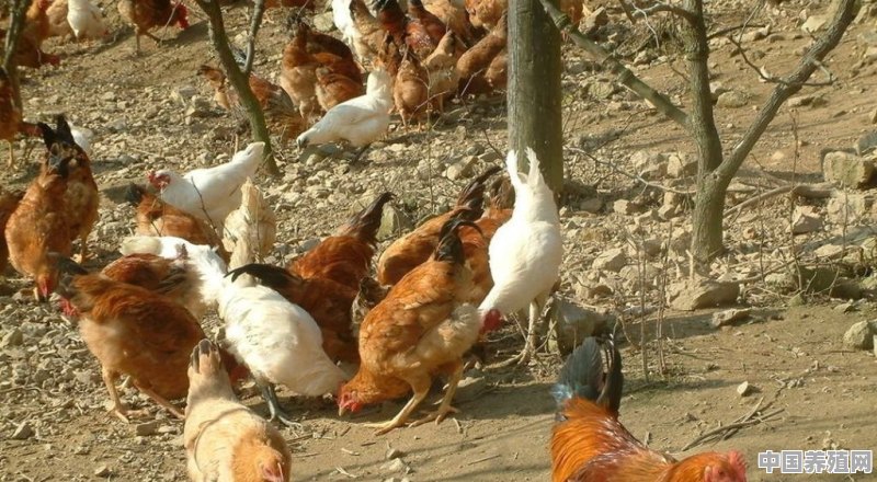 土鸡卖到四五十元一斤，那土鸡的养殖成本是多少呢 - 中国养殖网