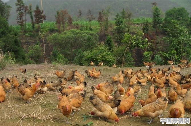 土鸡卖到四五十元一斤，那土鸡的养殖成本是多少呢 - 中国养殖网
