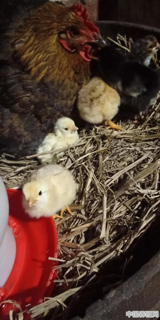 小鸡出生15天，翅膀抬不起来，是什么原因？应该怎么办 - 中国养殖网