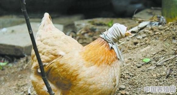 小鸡出生15天，翅膀抬不起来，是什么原因？应该怎么办 - 中国养殖网