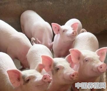 冬季猪群感冒有哪些特点？如何防治 - 中国养殖网
