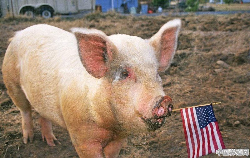 美国现在疫情严重，我们进口他们的猪肉？安全有保证吗 - 中国养殖网