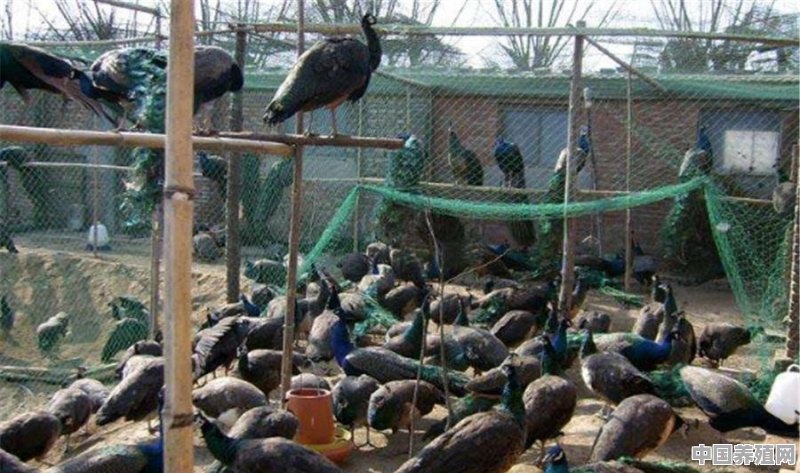 想尝试孔雀等珍禽养殖，需要注意什么 - 中国养殖网