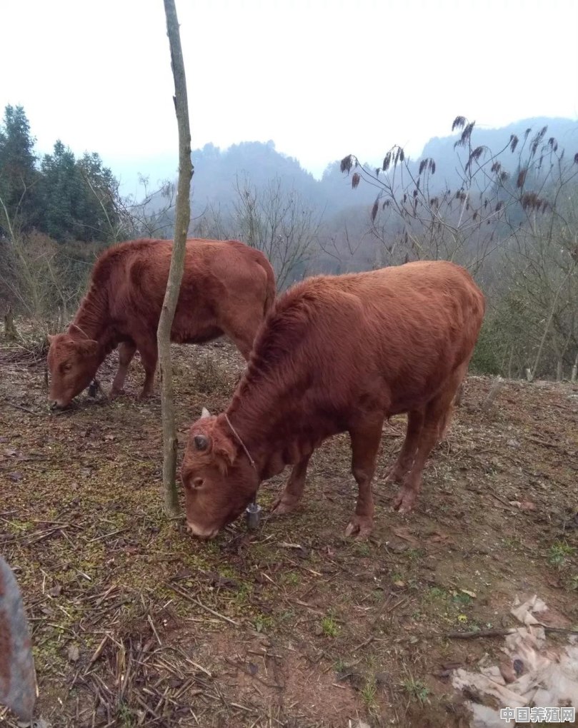 如何预防牛羊的布鲁氏病和养殖者自身的防护 - 中国养殖网