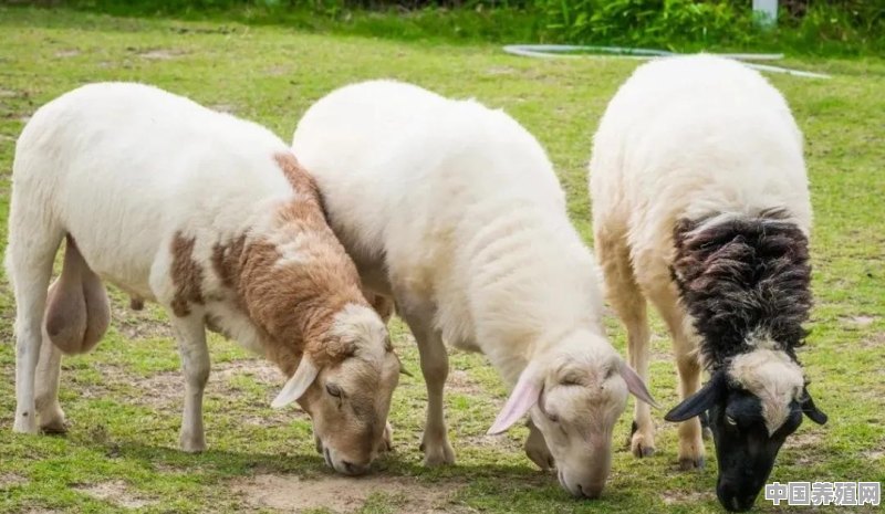 生肖羊的晚年生活幸福吗 - 中国养殖网