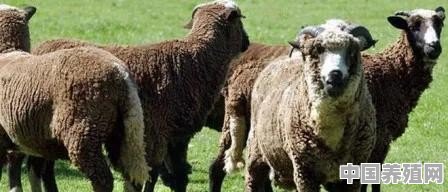 生肖羊的晚年生活幸福吗 - 中国养殖网