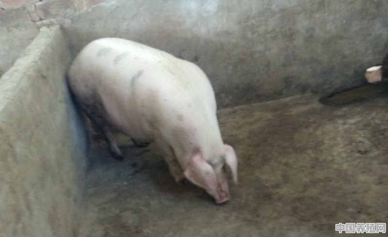 传统的方法养猪，猪肉卖50元一斤，是否有利润 - 中国养殖网